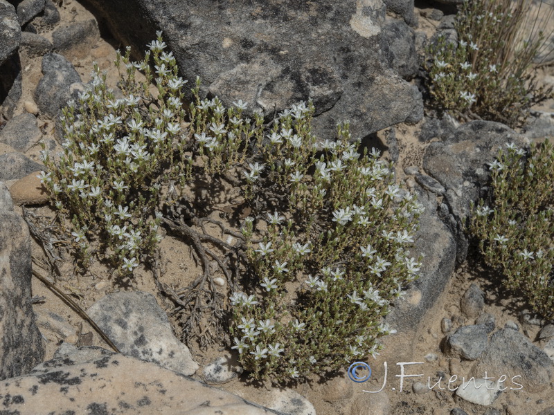 Arenaria racemosa.03