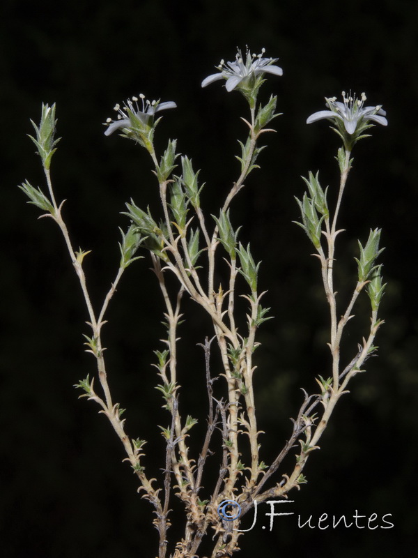 Arenaria racemosa.16