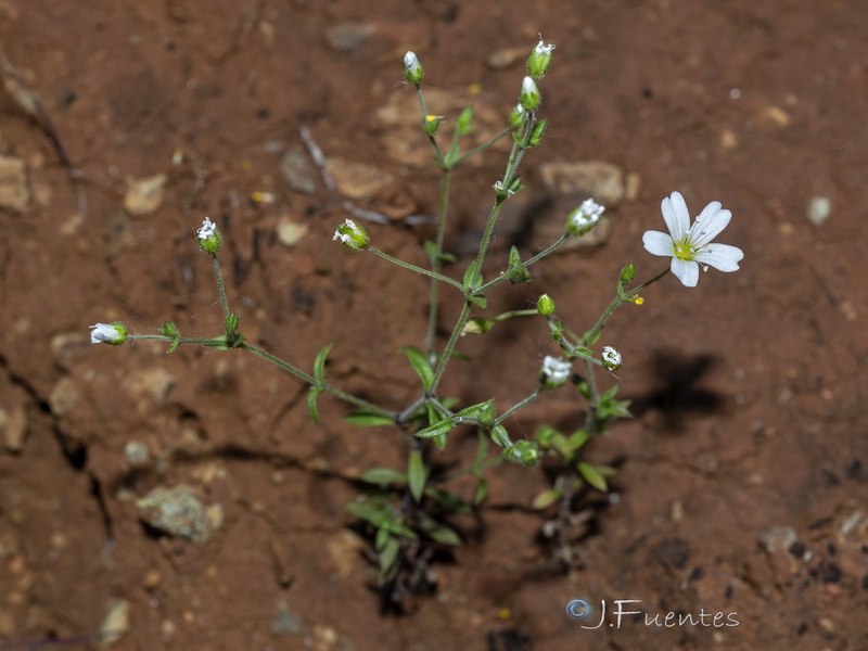 Arenaria retusa.01