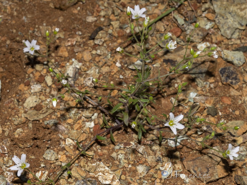 Arenaria retusa.02