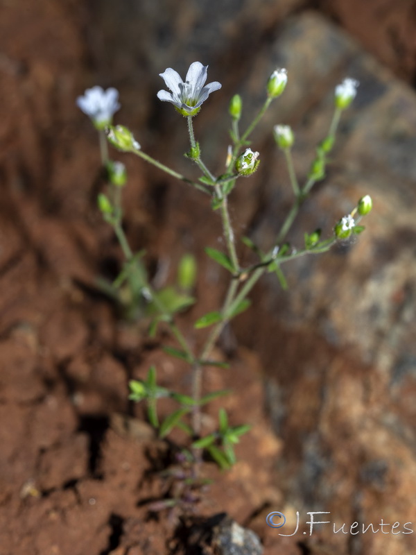 Arenaria retusa.03