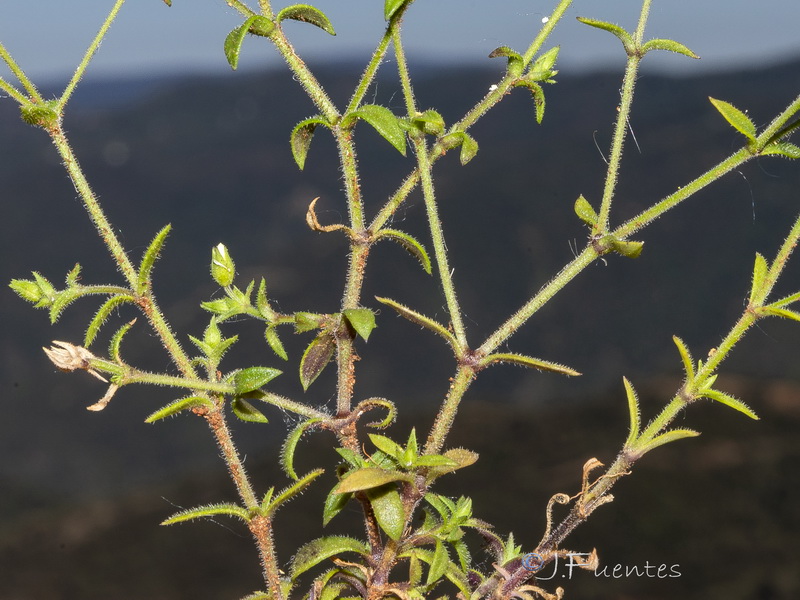 Arenaria retusa.04