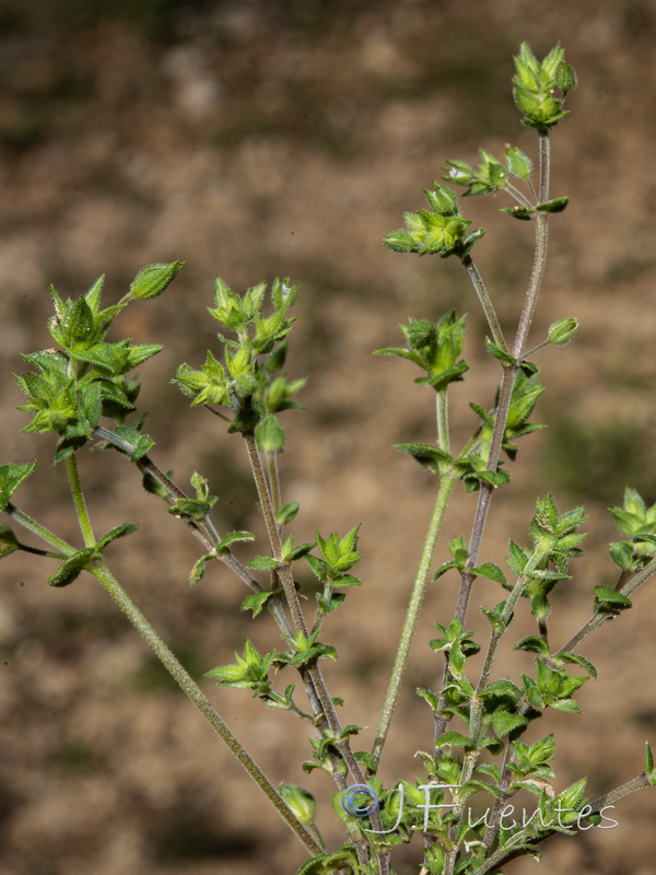 Arenaria serpyllifolia.01
