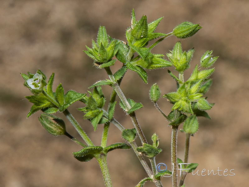 Arenaria serpyllifolia.04