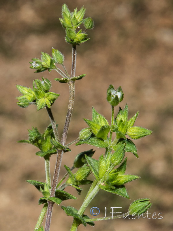 Arenaria serpyllifolia.05
