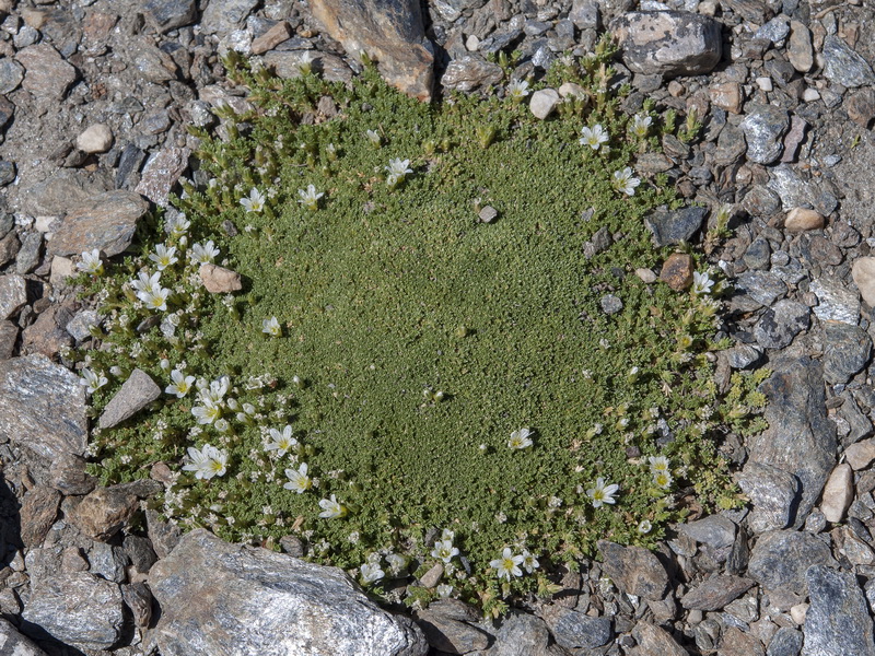 Arenaria tetraquetra amabilis.04