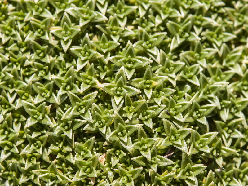 Arenaria tetraquetra amabilis.06