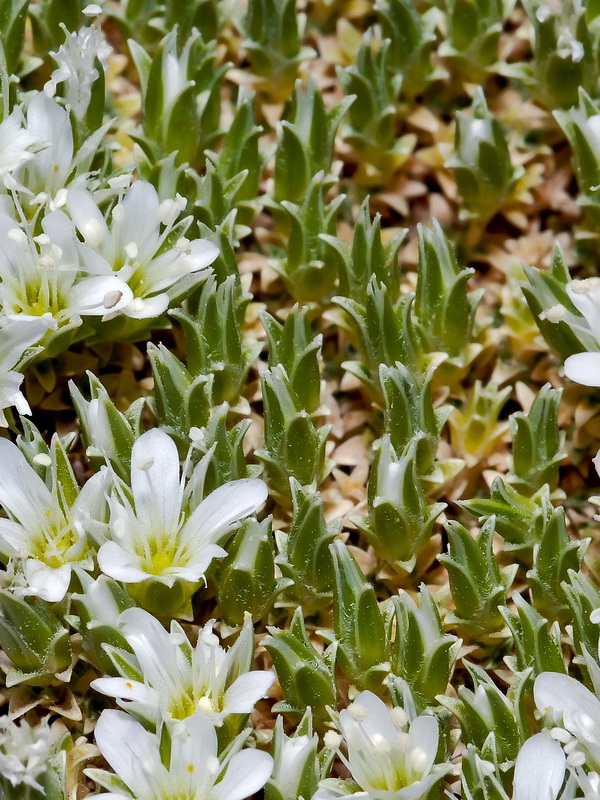 Arenaria tetraquetra amabilis.11