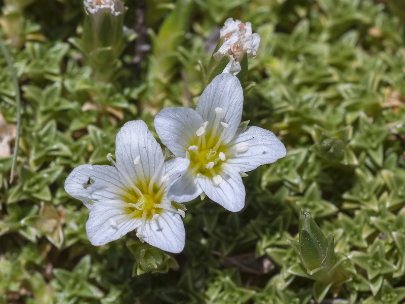 Arenaria tetraquetra amabilis.23