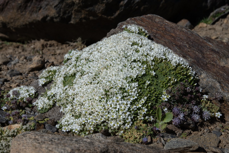 Arenaria tetraquetra amabilis.31b