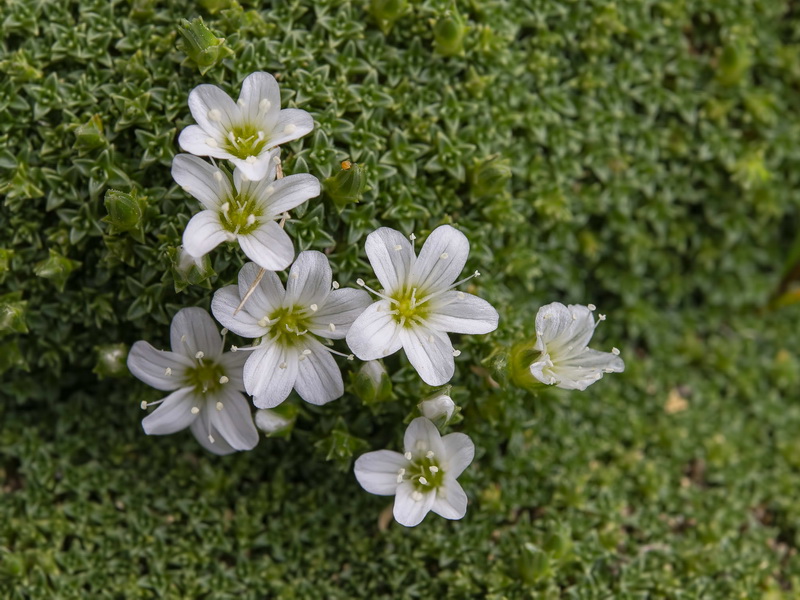 Arenaria tetraquetra amabilis.33