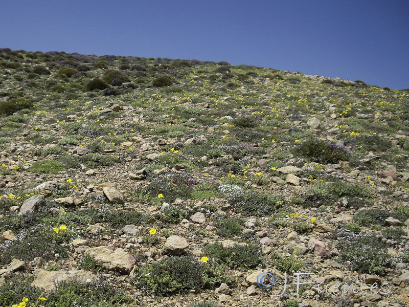 Arenaria tetraquetra murcica.13
