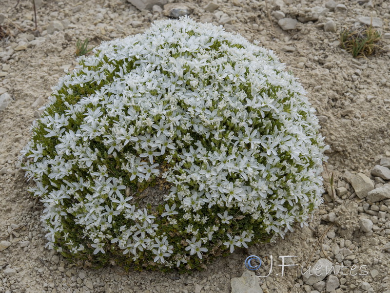 Arebaria tetraquetra murcica.02
