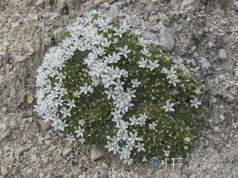 Arebaria tetraquetra murcica.05