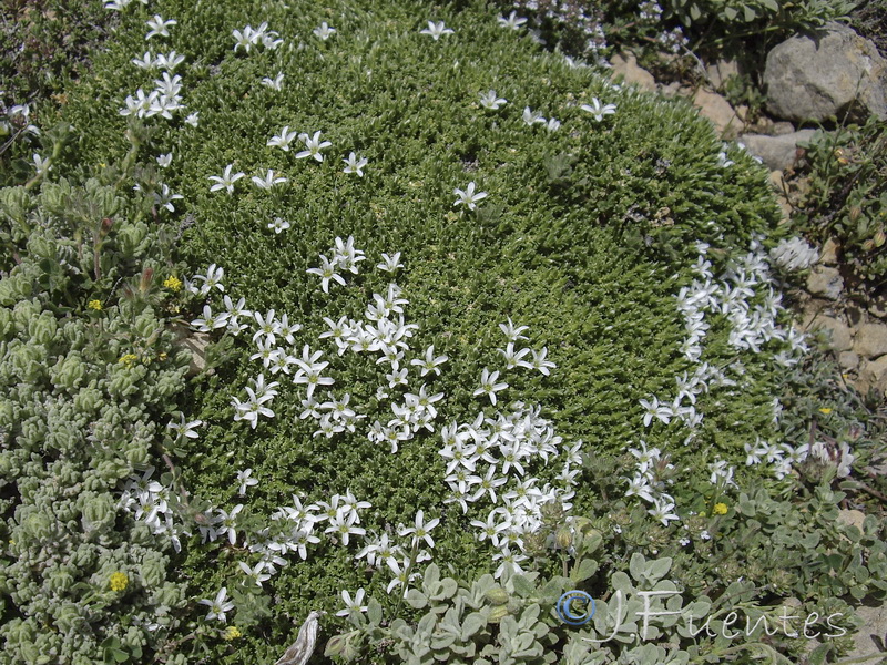 Arebaria tetraquetra murcica.07
