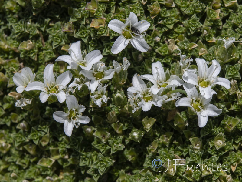 Arebaria tetraquetra murcica.10