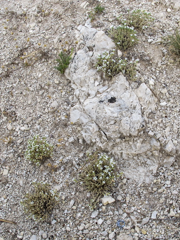 Arenaria tomentosa.01
