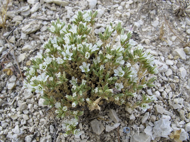 Arenaria tomentosa.03