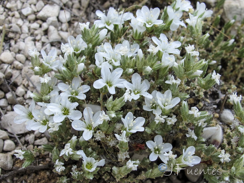 Arenaria tomentosa.07