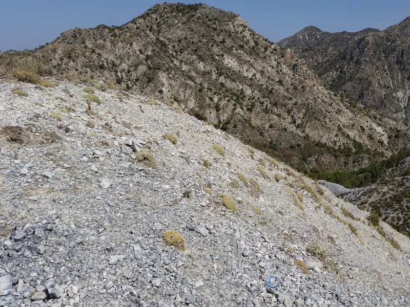 Arenaria tomentosa.11