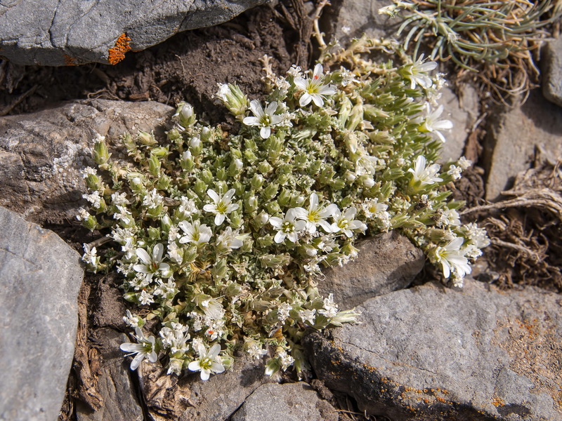 Arenaria tomentosa.18