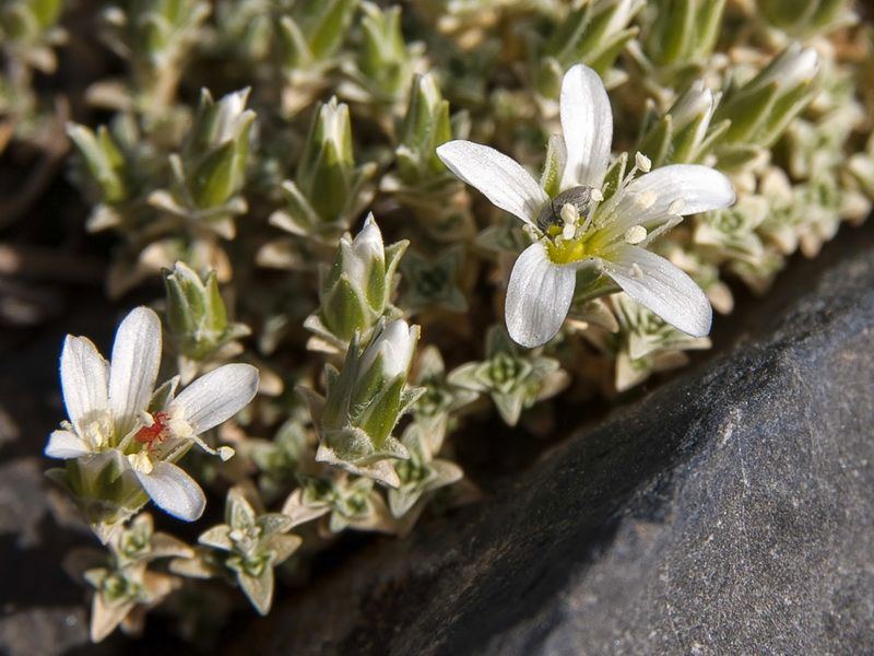 Arenaria tomentosa.30