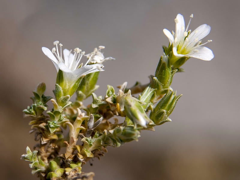 Arenaria tomentosa.33