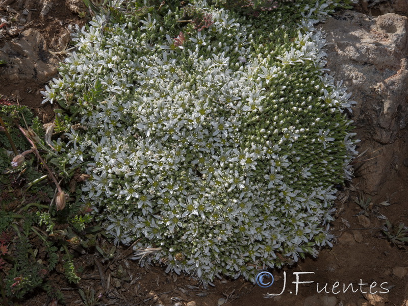 Arenaria tomentosa.14