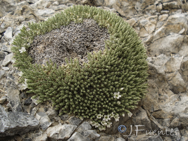 Arenaria tomentosa.41