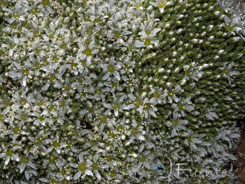 Arenaria tomentosa.45
