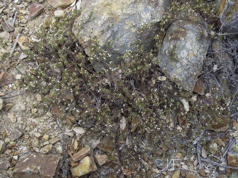 Argantoniella salzmanii.01