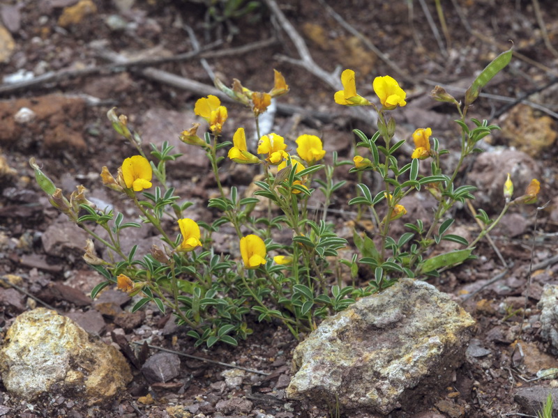 Argyrolobium zanonii zanonii.01