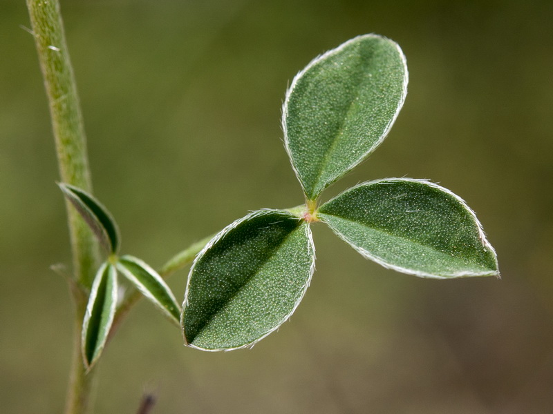 Argyrolobium zanonii zanonii.04