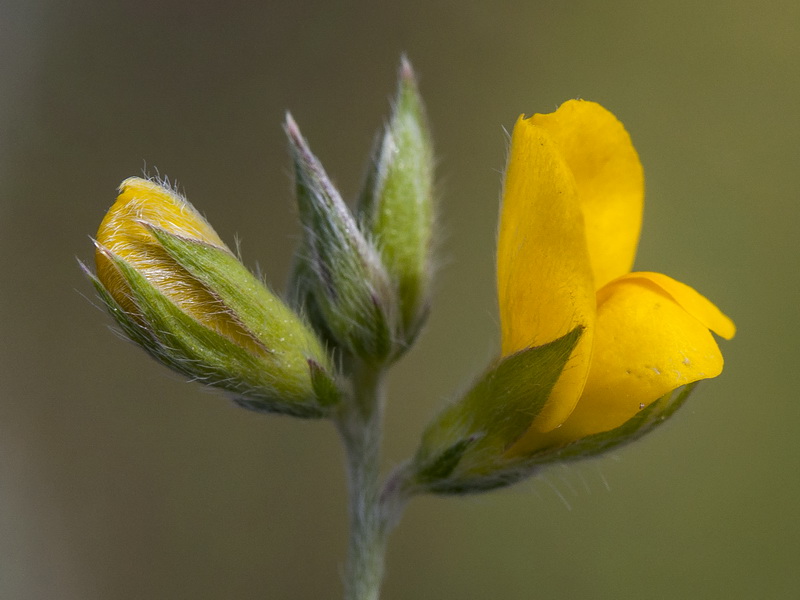 Argyrolobium zanonii zanonii.08