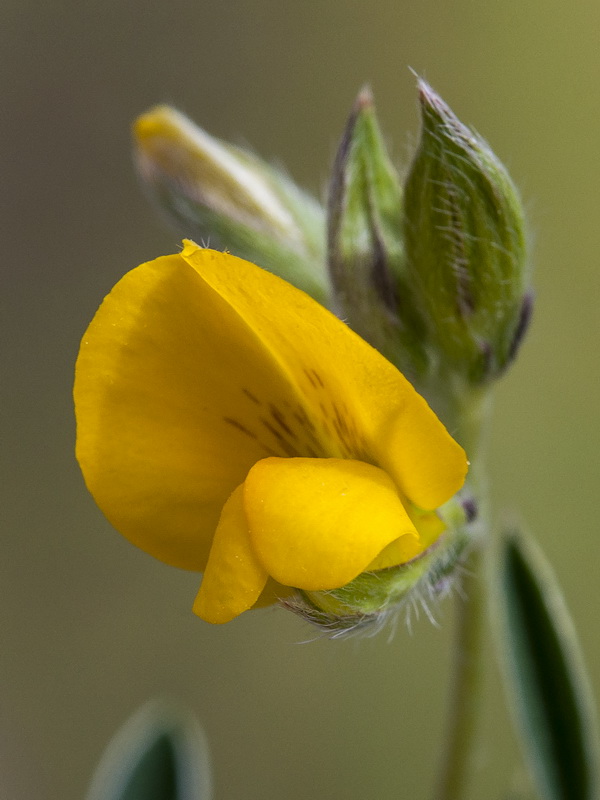 Argyrolobium zanonii zanonii.09