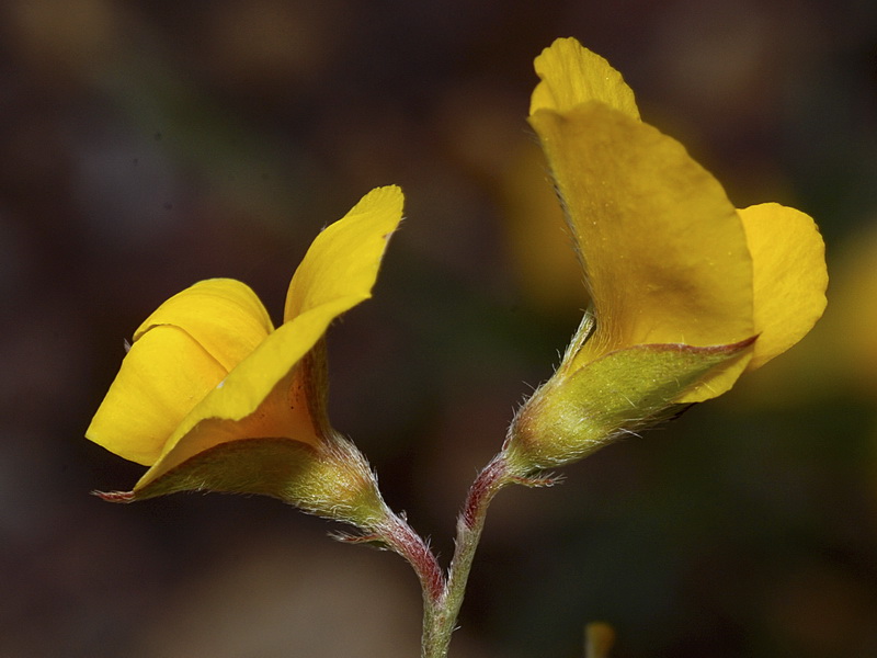 Argyrolobium zanonii zanonii.12