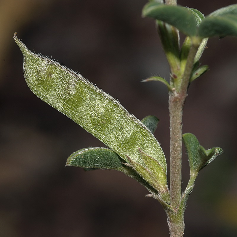 Argyrolobium zanonii zanonii.20