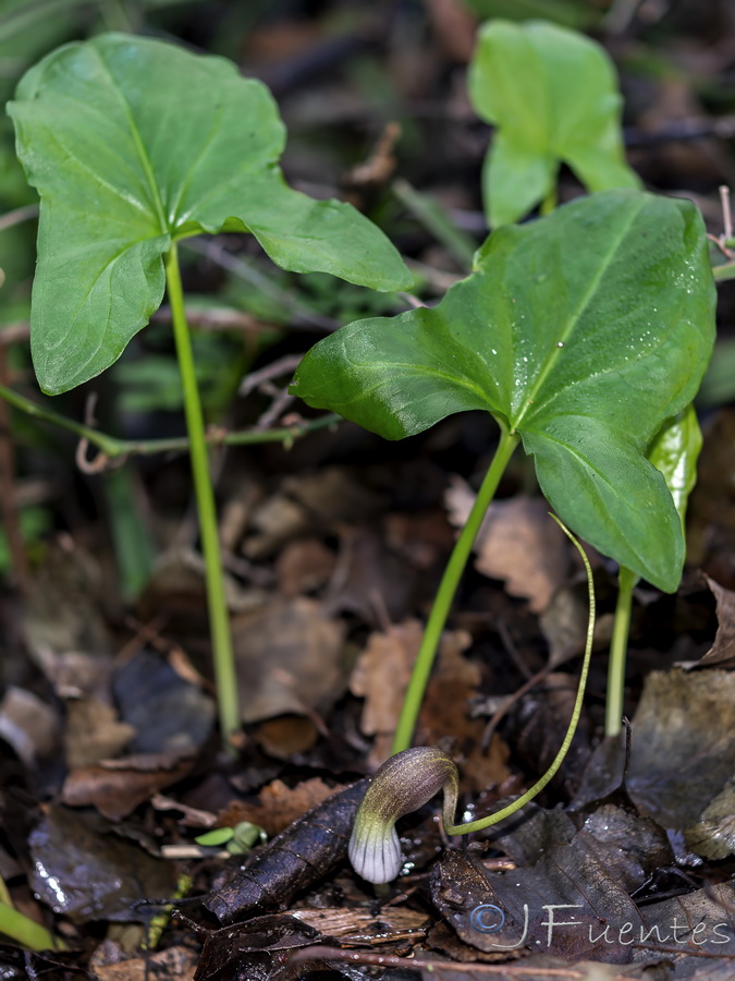 Arisarum proboscideum.05