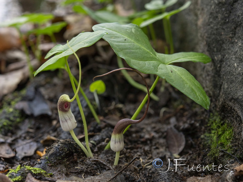 Arisarum proboscideum.12