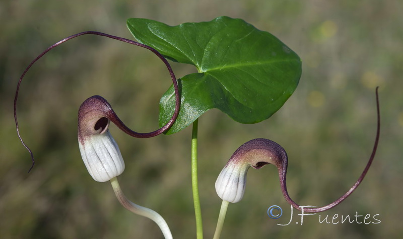 Arisarum proboscideum.14