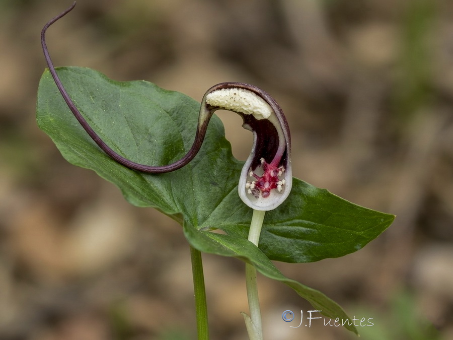 Arisarum proboscideum.15b