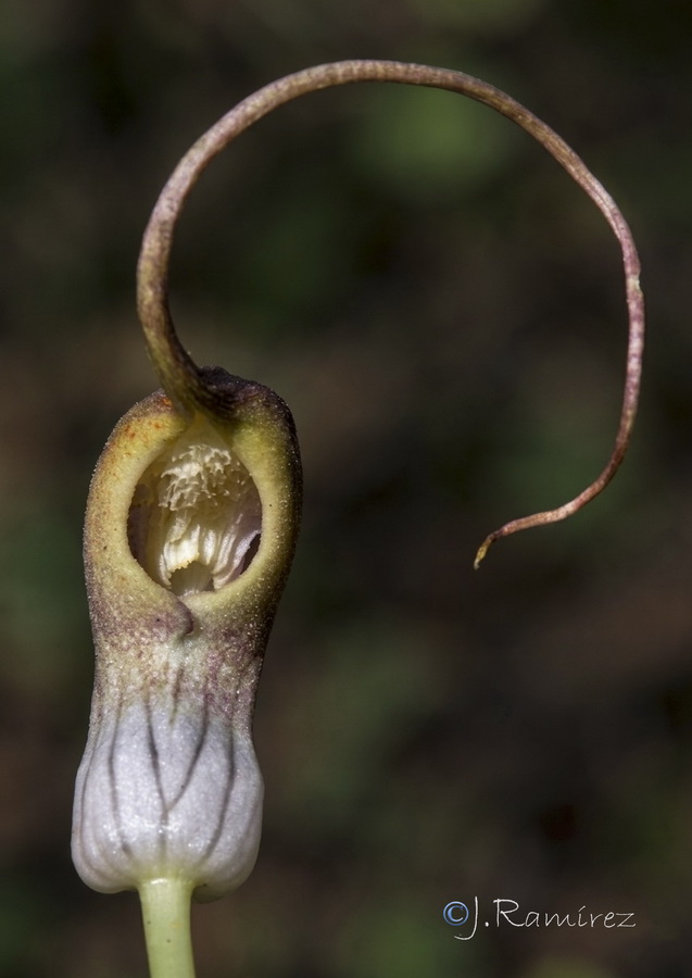 Arisarum proboscideum.16