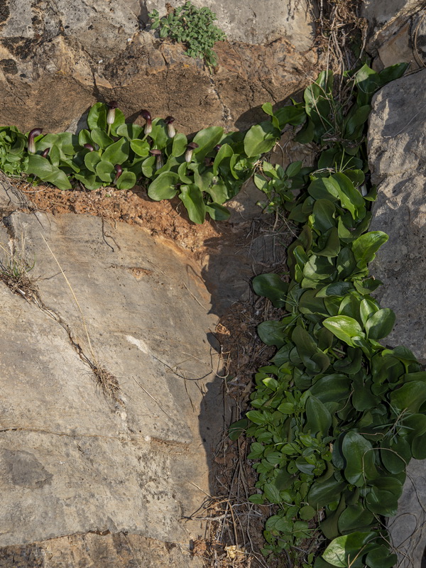 Arisarum simorhinum clusii.01