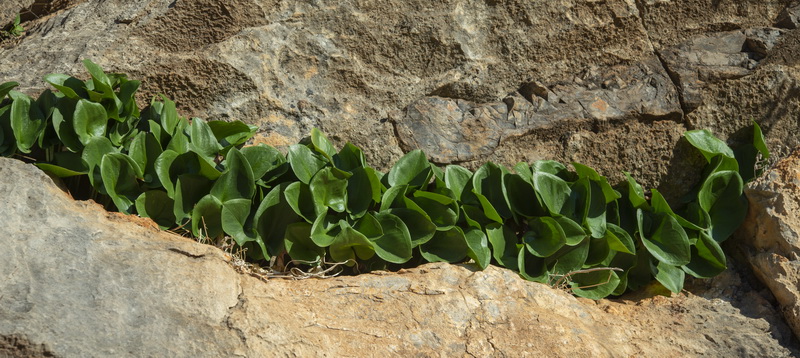 Arisarum simorhinum clusii.02