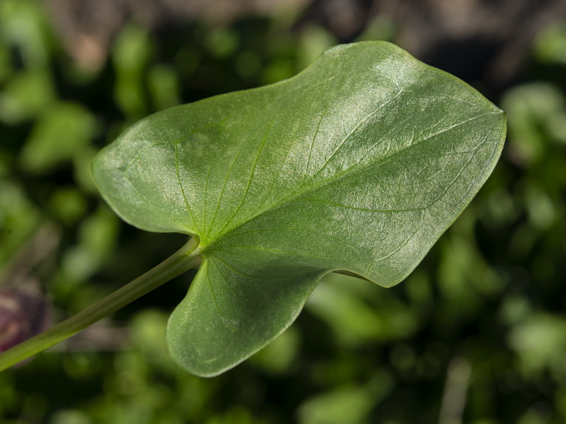 Arisarum simorhinum clusii.03