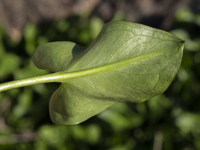 Arisarum simorhinum clusii.04