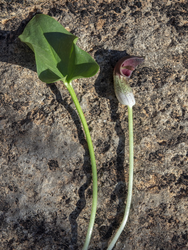 Arisarum simorhinum clusii.07