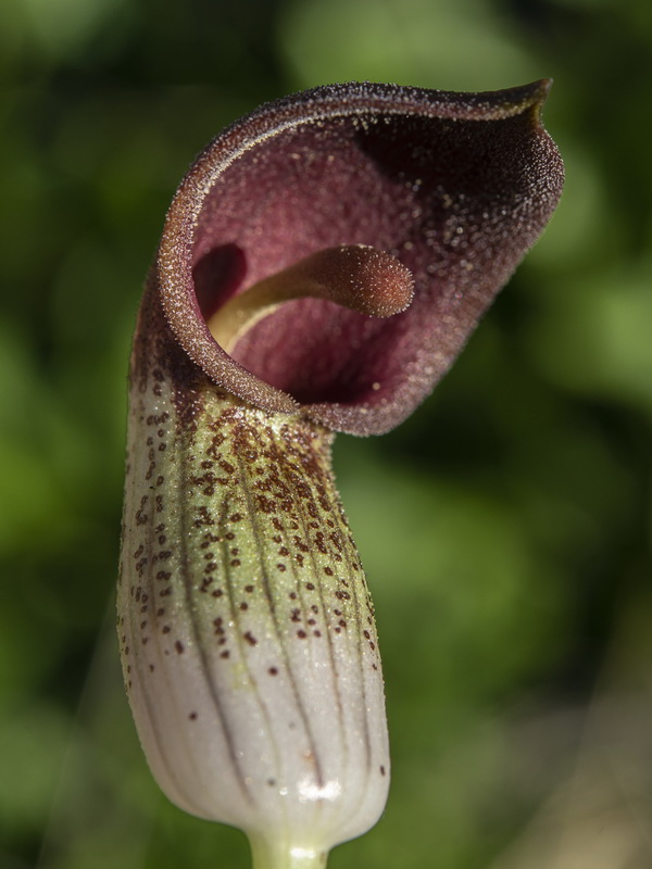 Arisarum simorhinum clusii.10