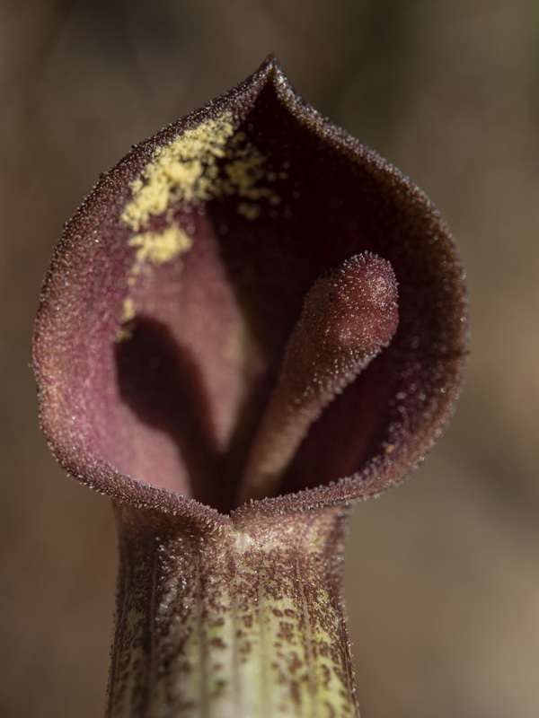 Arisarum simorhinum clusii.12