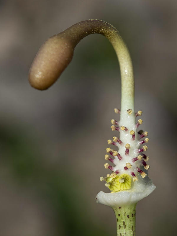 Arisarum simorhinum clusii.13